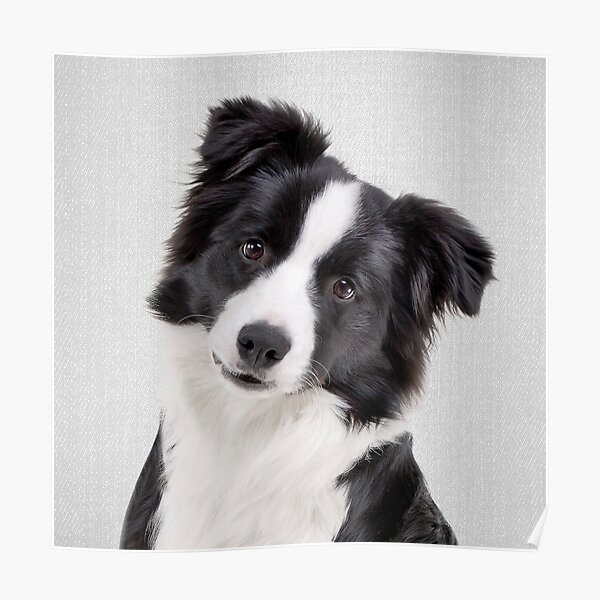 Border Collie - Colorful Poster