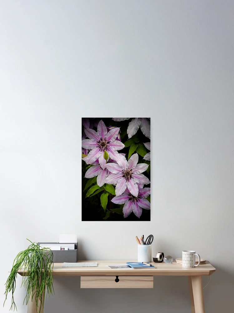Thumbnail 2 of 3, Poster, Spring Clematis designed and sold by Adam Bykowski.
