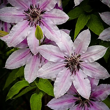 Artwork thumbnail, Spring Clematis by Adam Bykowski