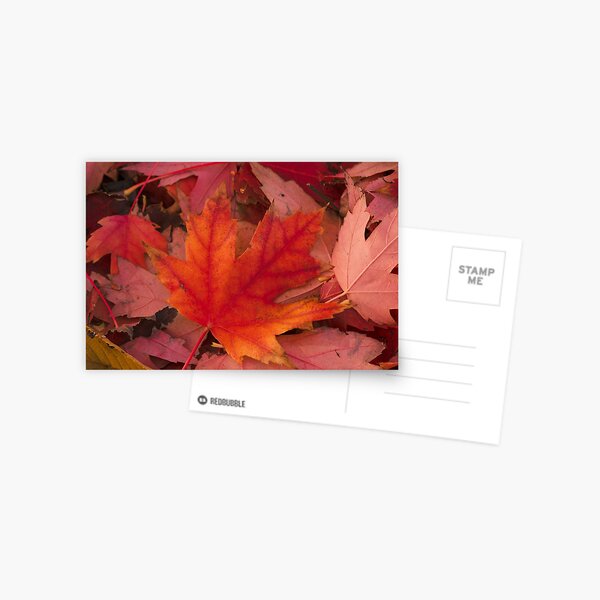 Item preview, Red Leaf designed and sold by dmlb photography.