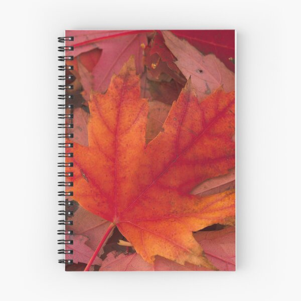 Artikelvorschau, Rotes Blatt entworfen und verkauft von dmlb photography.