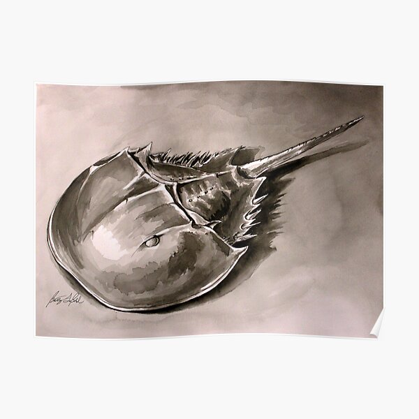 Horseshoe Crab Poster