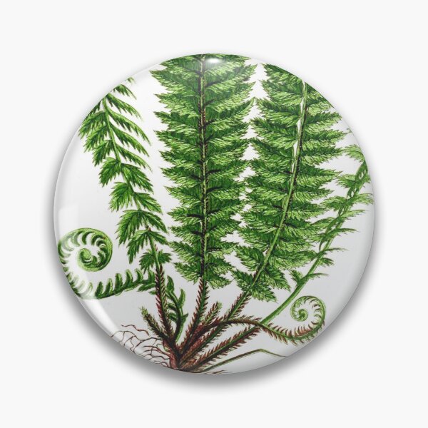Item preview, Ann Pratt - Holly fern - Vintage english botanical illustration designed and sold by Gardenlibrary.