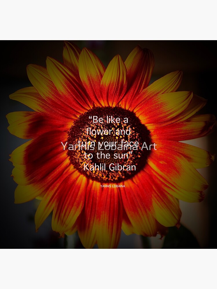 Be a sunflower By Yannis Lobaina by lobaina1979