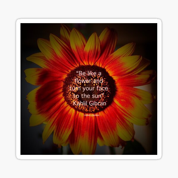 Be a sunflower By Yannis Lobaina Sticker