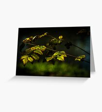 Drought Stress Greeting Card