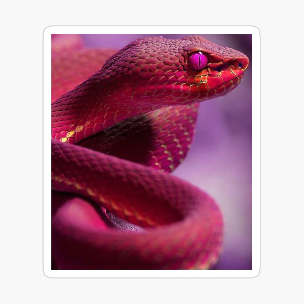  ANGDEST Snake Silhouette (Pink) (Set of 2) Premium