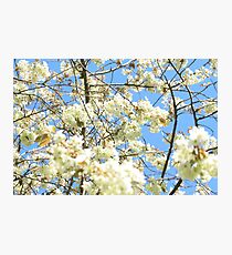 Blossoms Photographic Print