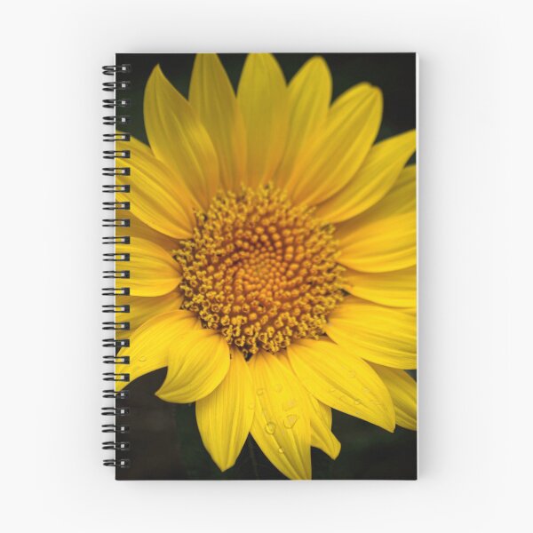 Aperçu de l'œuvre Merveille du tournesol créée et vendue par ValueEveryThing.