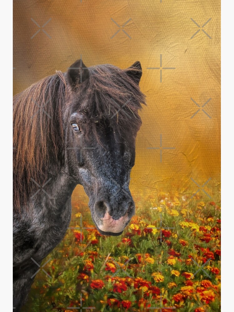 Shetland Pony and Marigolds by fineart2017