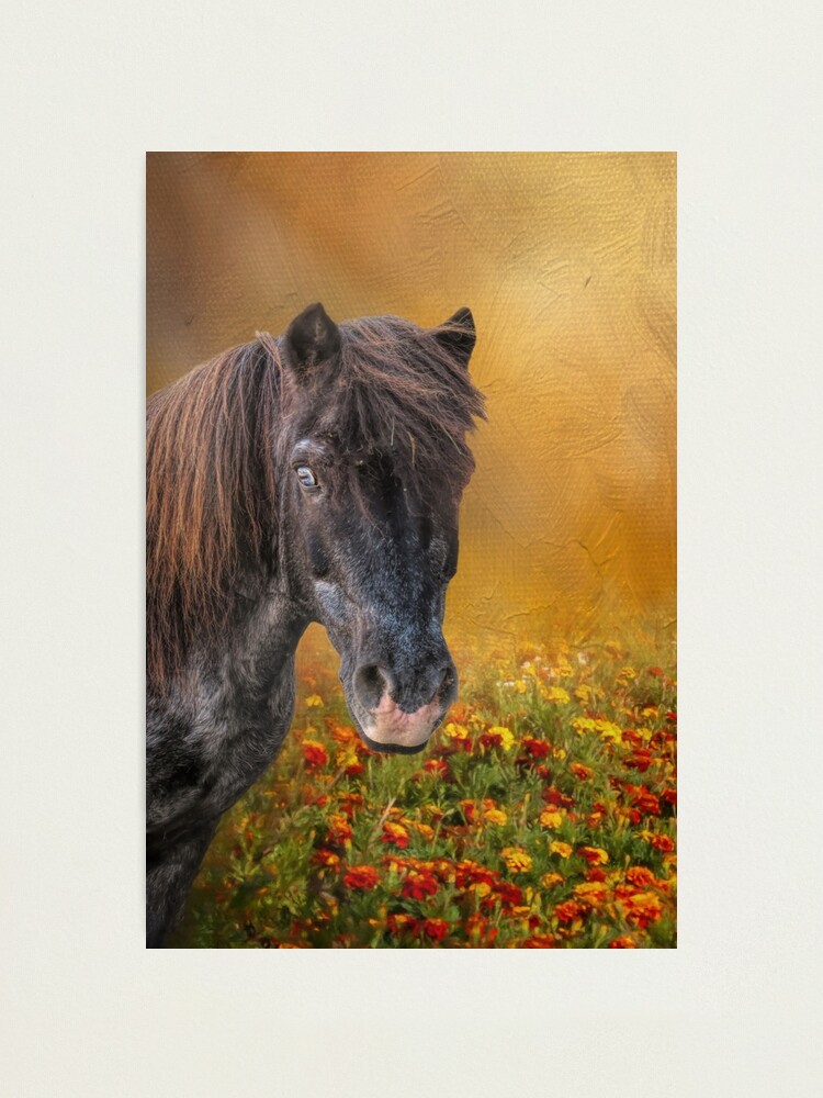 Alternate view of Shetland Pony and Marigolds Photographic Print