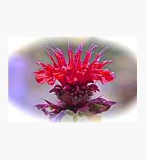 Bee Balm Photographic Print