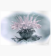 Muted Colors Bee Balm Poster