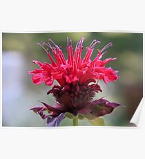 Bee Balm Poster