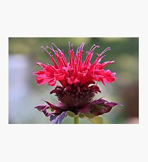 Bee Balm Photographic Print