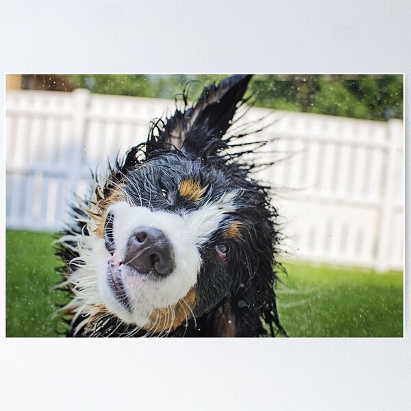 Item preview, Dog bath! designed and sold by TheJill.