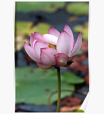 Lotus Ready To open Poster