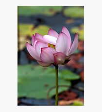 Lotus Ready To open Photographic Print
