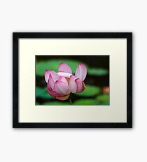 Lotus Ready To Open 2 Framed Print