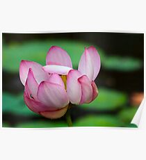 Lotus Ready To Open 2 Poster