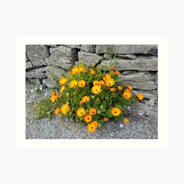 Wildflowers on Inisheer Island, Ireland Art Print