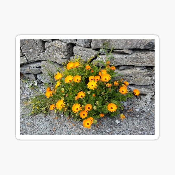 Wildflowers on Inisheer Island, Ireland Sticker