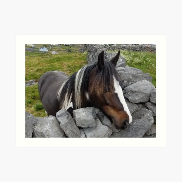 Horse on Inisheer Island, Ireland Art Print