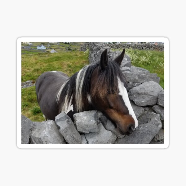 Horse on Inisheer Island, Ireland Sticker