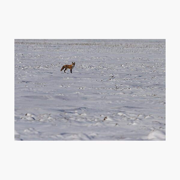 Item preview, Red Fox In A Winter Setting designed and sold by Thomasyoung.