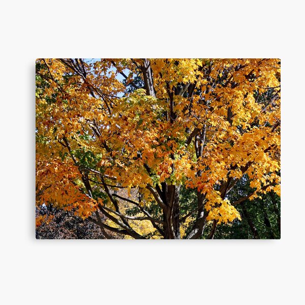 Autumn Canvas Print