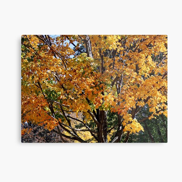 Autumn Metal Print