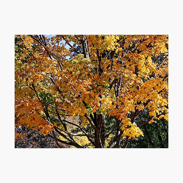 Autumn Photographic Print