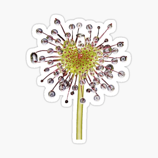 Item preview, Sundew designed and sold by Abe Hasner.
