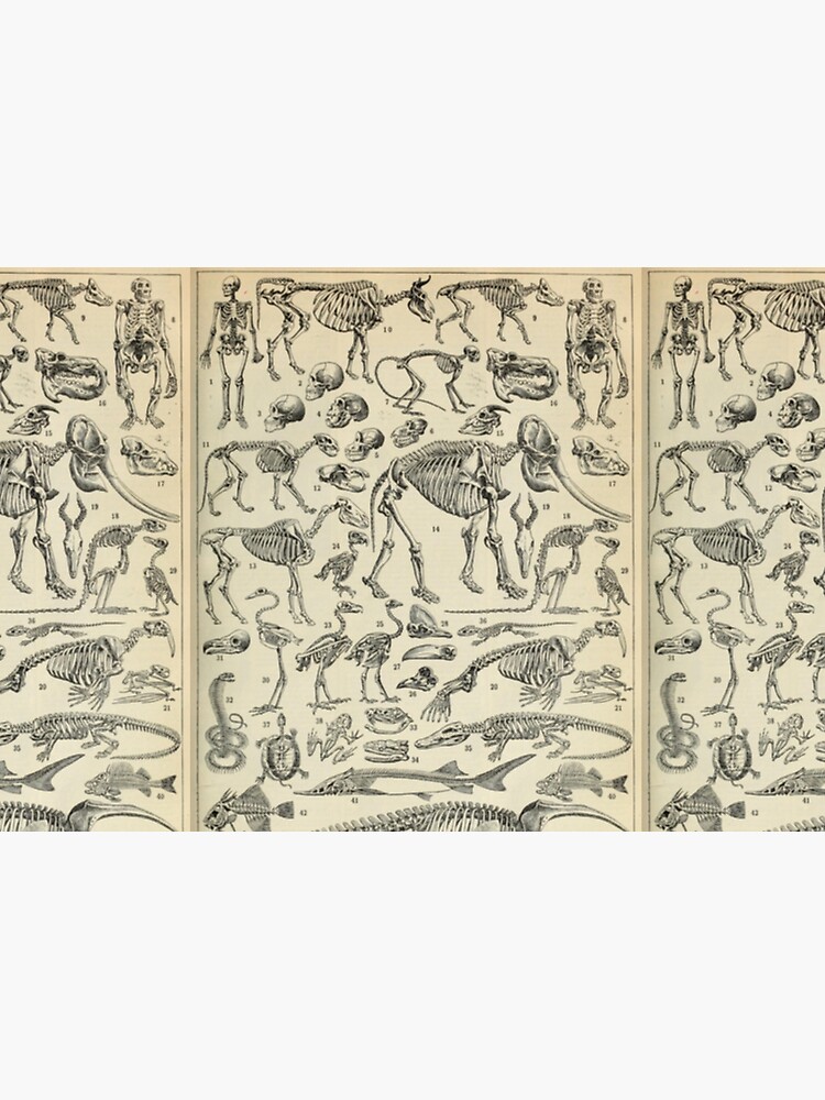 Skeletal Anatomy by bluespecsstudio