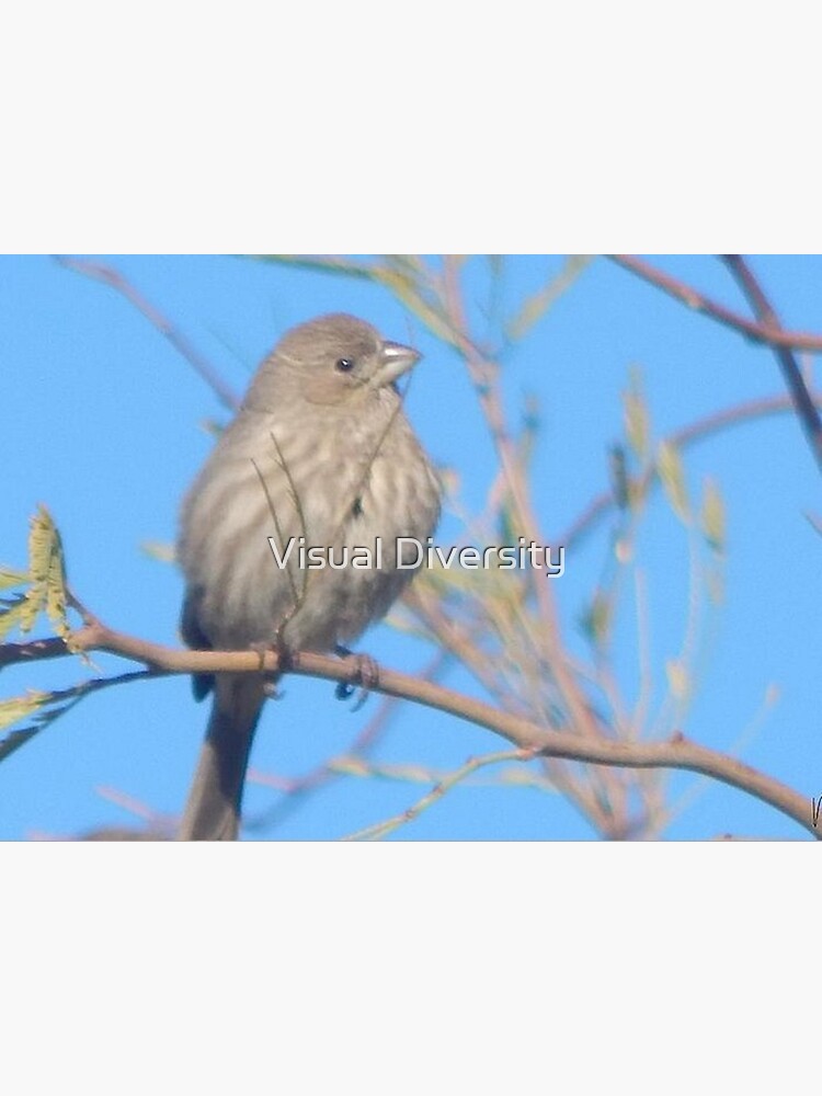 Arizona House Finch by TheRealMozelle