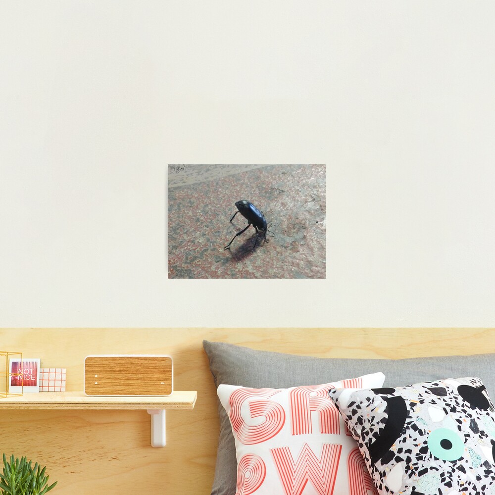 Beetle Headstand Photographic Print