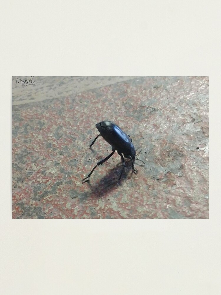 Alternate view of Beetle Headstand Photographic Print