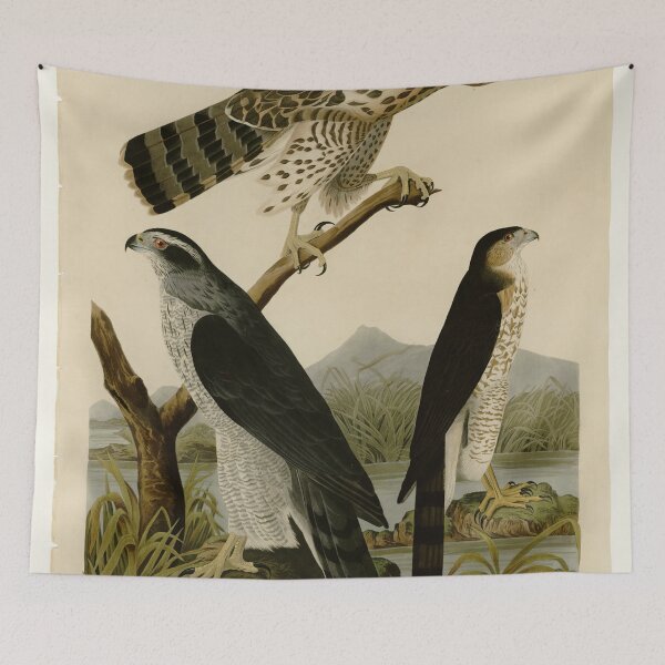 Item preview, 141 I. Goshawk 2. Stanley Hawk designed and sold by Bird-Lore.