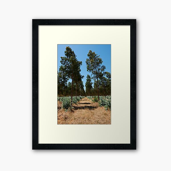 Item preview, Blue gum plantation designed and sold by Colin White.