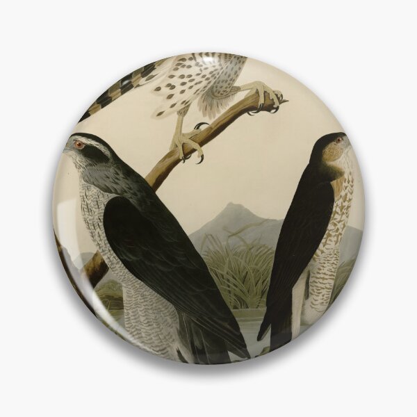 Item preview, 141 I. Goshawk 2. Stanley Hawk designed and sold by Bird-Lore.