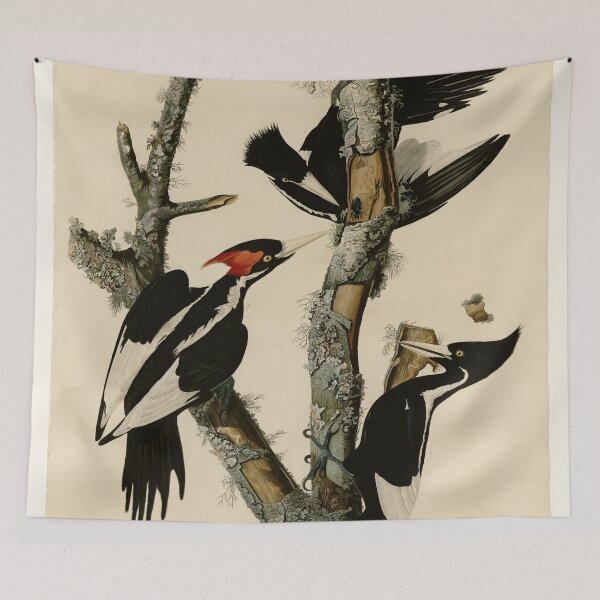 Item preview, 66 Ivory billed Woodpecker designed and sold by Bird-Lore.