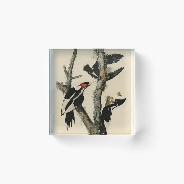 Item preview, 66 Ivory billed Woodpecker designed and sold by Bird-Lore.