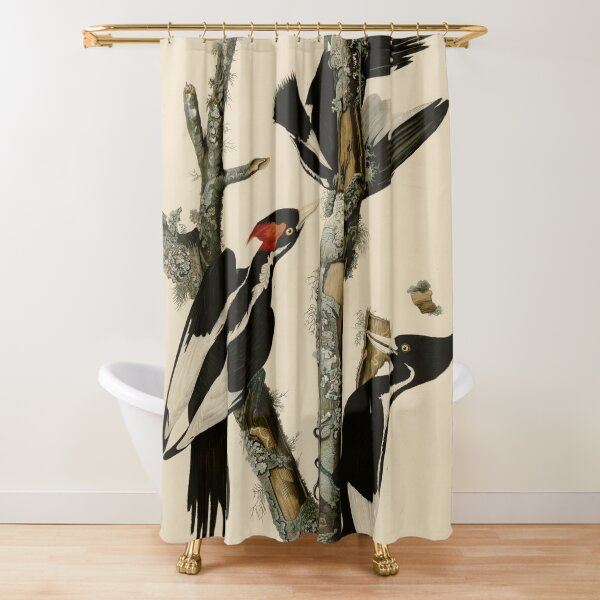 Item preview, 66 Ivory billed Woodpecker designed and sold by Bird-Lore.