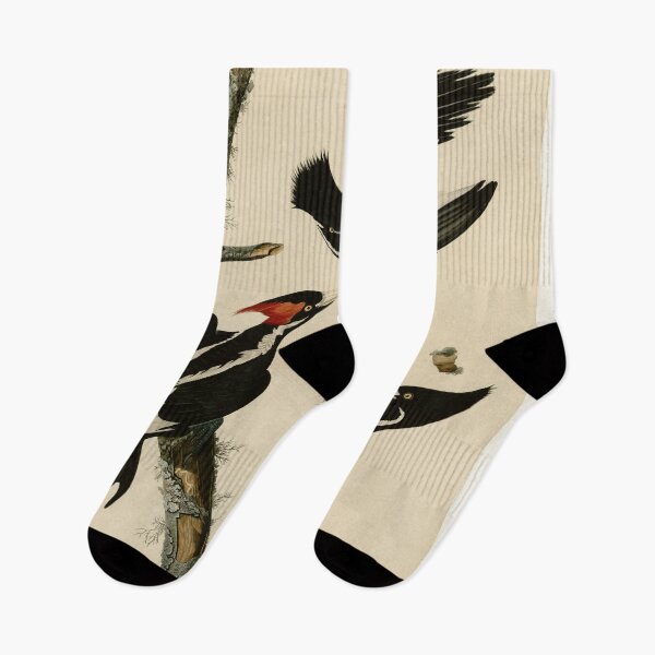 Item preview, 66 Ivory billed Woodpecker designed and sold by Bird-Lore.