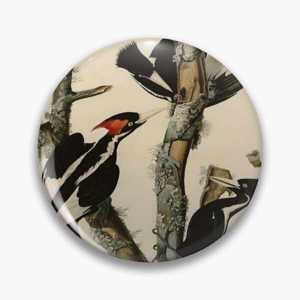Item preview, 66 Ivory billed Woodpecker designed and sold by Bird-Lore.