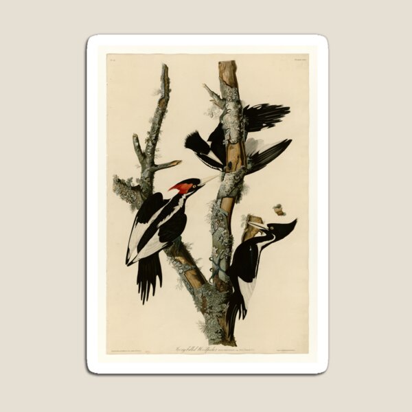 Item preview, 66 Ivory billed Woodpecker designed and sold by Bird-Lore.
