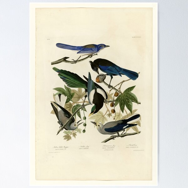 Item preview, 362 I. Yellow billed Magpie 2. Stellers Jay 3. Ultramarine Jay 4. Clark's Crow designed and sold by Bird-Lore.