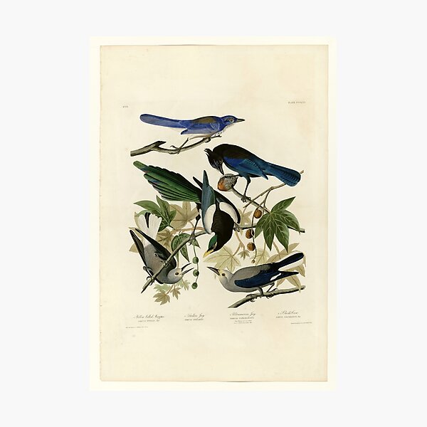Item preview, 362 I. Yellow billed Magpie 2. Stellers Jay 3. Ultramarine Jay 4. Clark's Crow designed and sold by Bird-Lore.