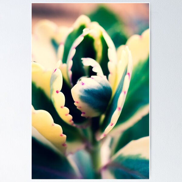 Item preview, Candy Succulent Plant With Green And Cream Leaves designed and sold by Photoluminous.