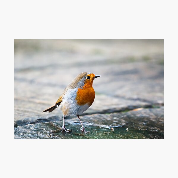 Item preview, Little Robin designed and sold by Ric Hampton.
